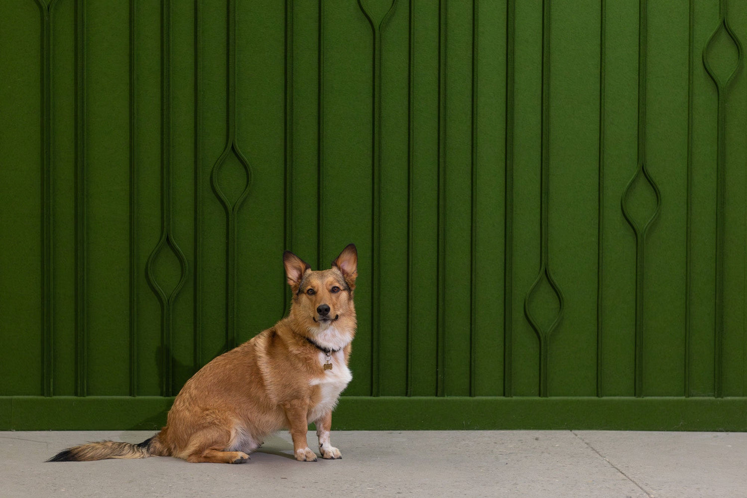 Pets in the Workplace