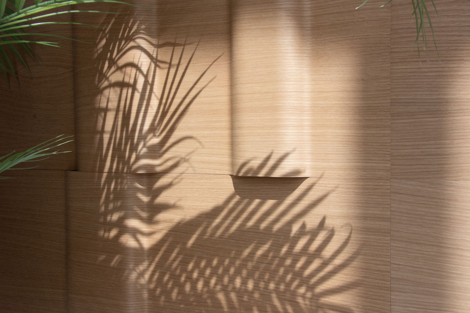 Shadow of a palm leaf on a wooden surface