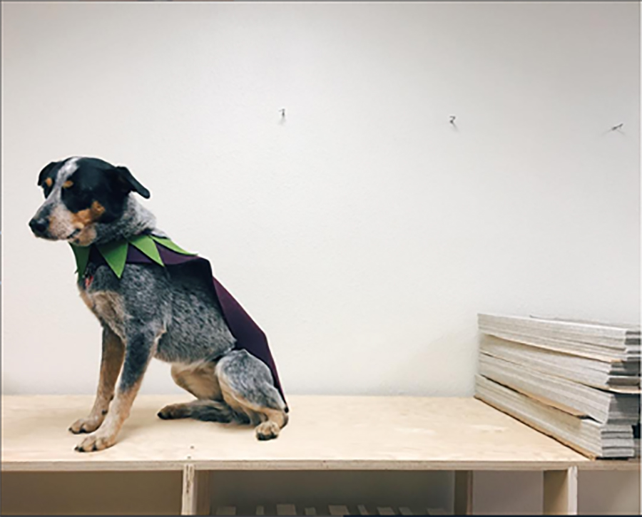 A cattle dog on a wood table wearing a felt eggplant costume