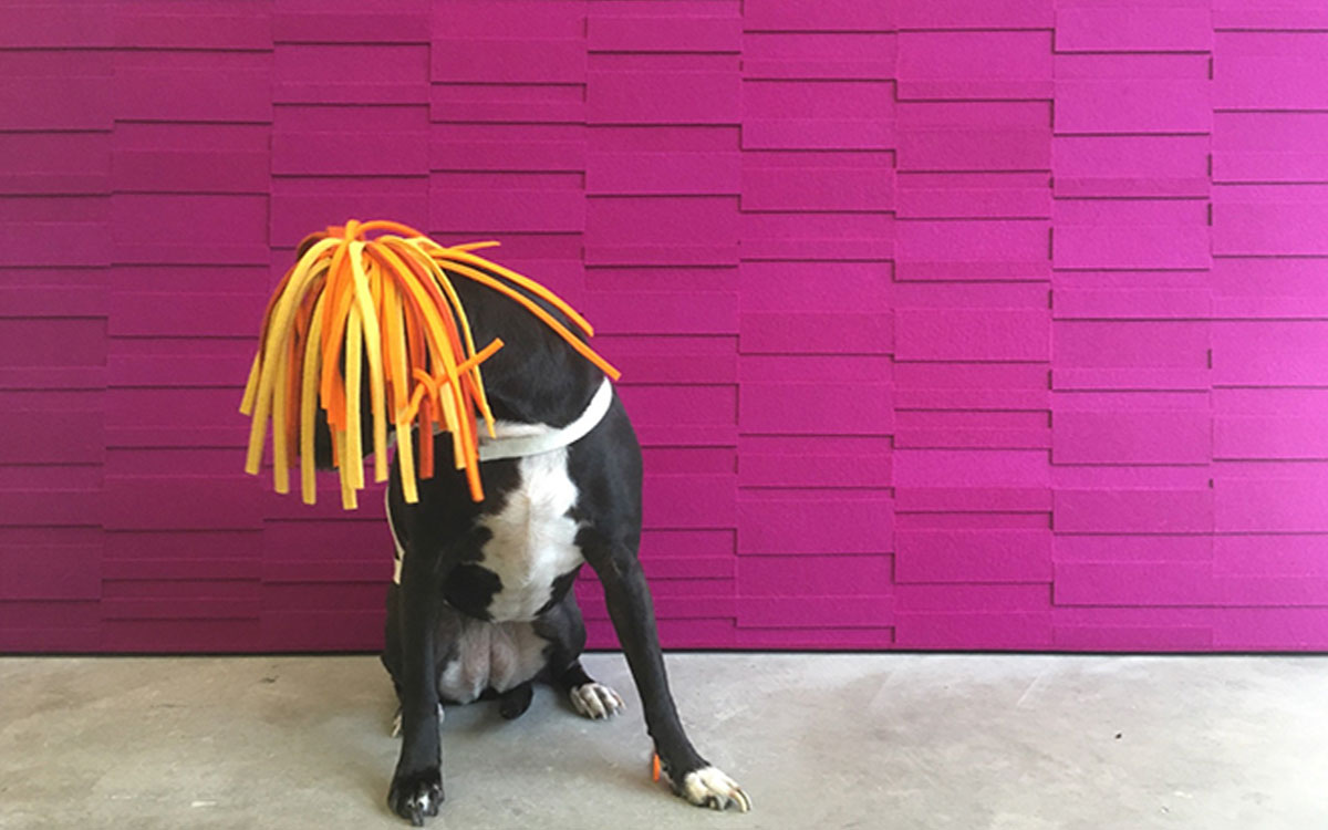 dog wearing a headpiece of strips of yellow and orange felt in front of a pink wool felt wall
