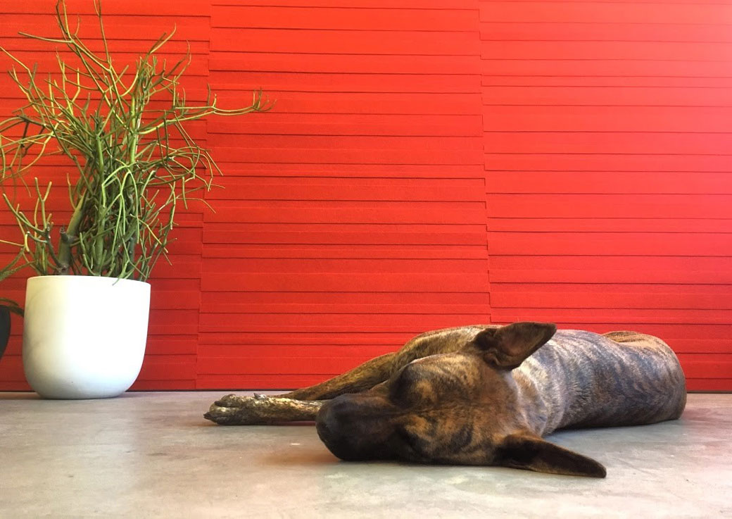 Brindle dog laying in front of a red felt wallcovering