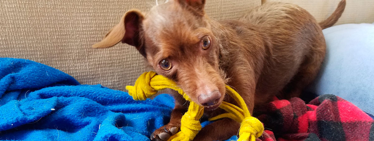 Small brown dog chewing on a felt dog toy