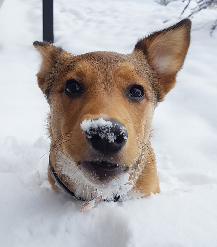 Banjo dog with snow on his nose