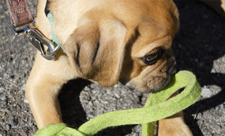 Small pug puppy sniffs a strip of green felt.