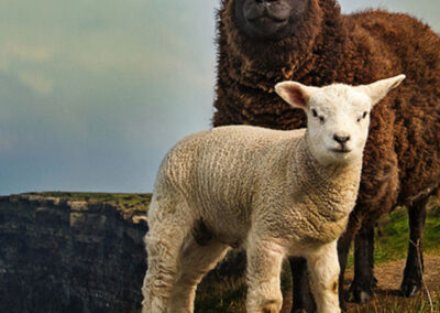 Two sheep on a grassy hill with the text Wool!