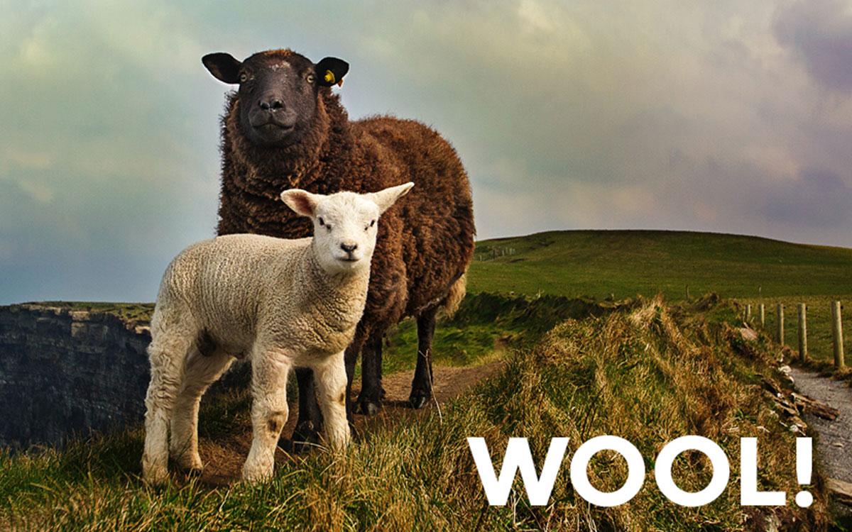 Two sheep on a grassy hill with the text Wool!