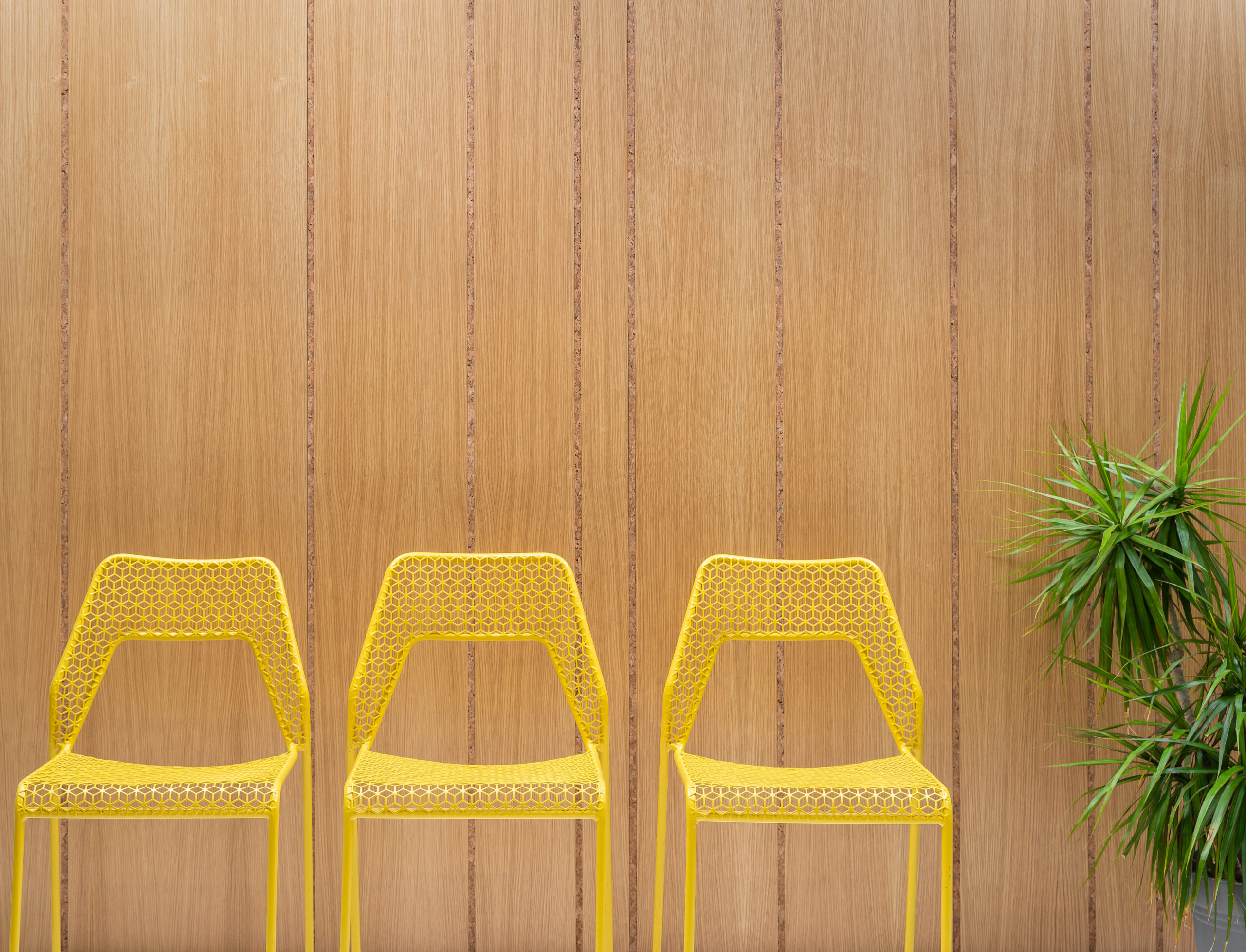 An oak wood wall with long vertical lines of inlaid cork. In front of the wall are three yellow Blu Dot wire chairs and a spiky palm plant.
