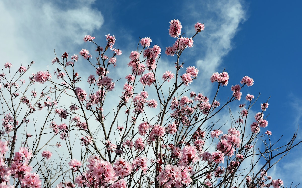 pale pink blooms on a tree with a blue and white sky