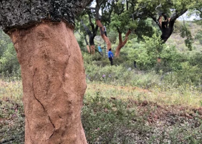A cork tree with the lower half of its bark removed. In the distance, people are working on another cork tree.