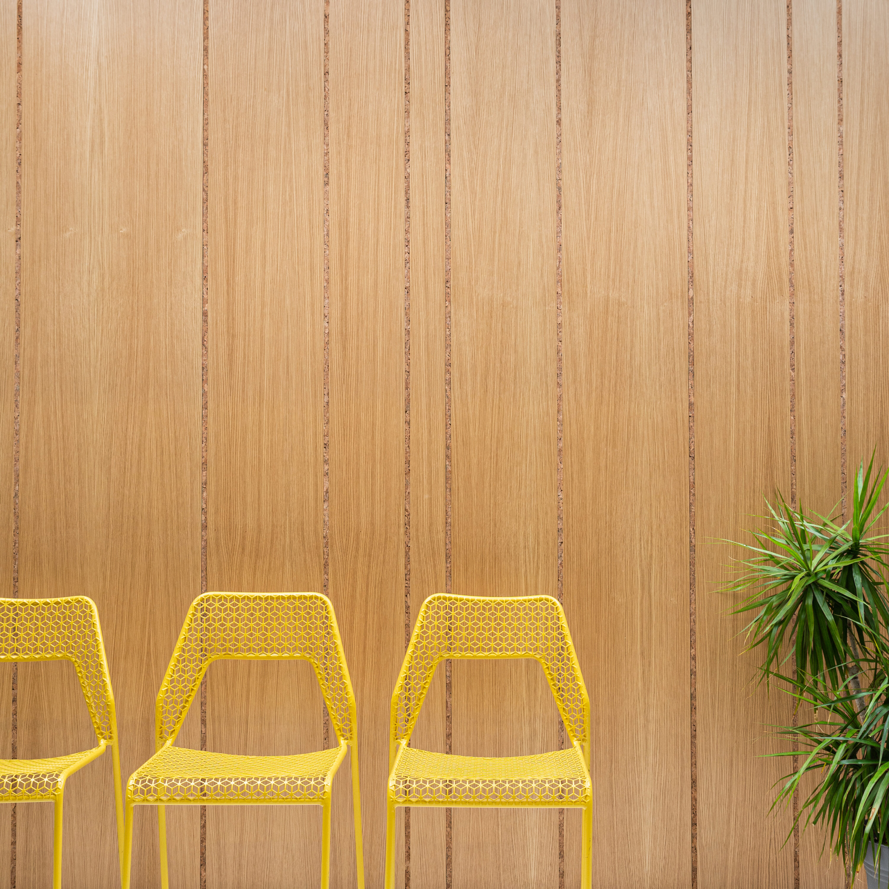 An oak wood wall with long vertical lines of inlaid cork. In front of the wall are three yellow Blu Dot wire chairs and a spiky palm plant.